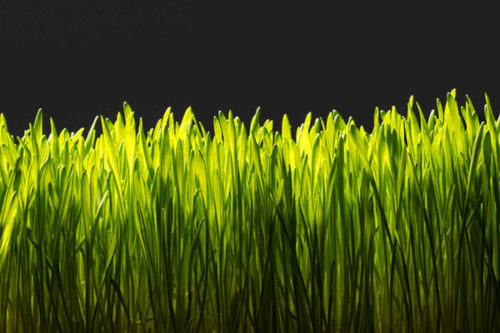 Удобрение для газонной травы